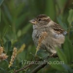 Avatar de Tomás Lara